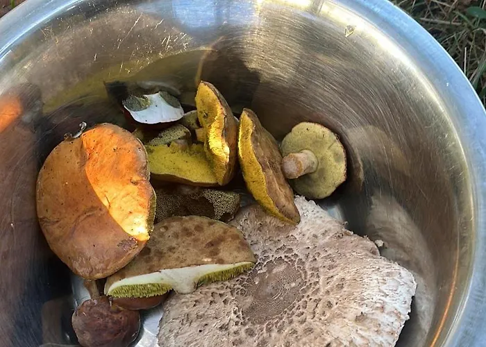 Am Rhein Appartement Remagen